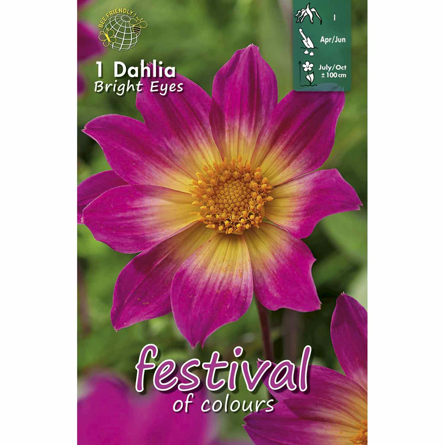Dahlia Bright Eyes Single flowering