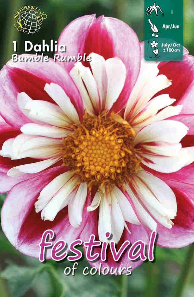 Dahlia Bumble Rumble Collerette, NYHED | Køb online