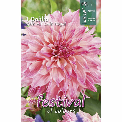Dahlia Café Au Lait Bouquet Collection 100cm Dekorativt Storblommigt