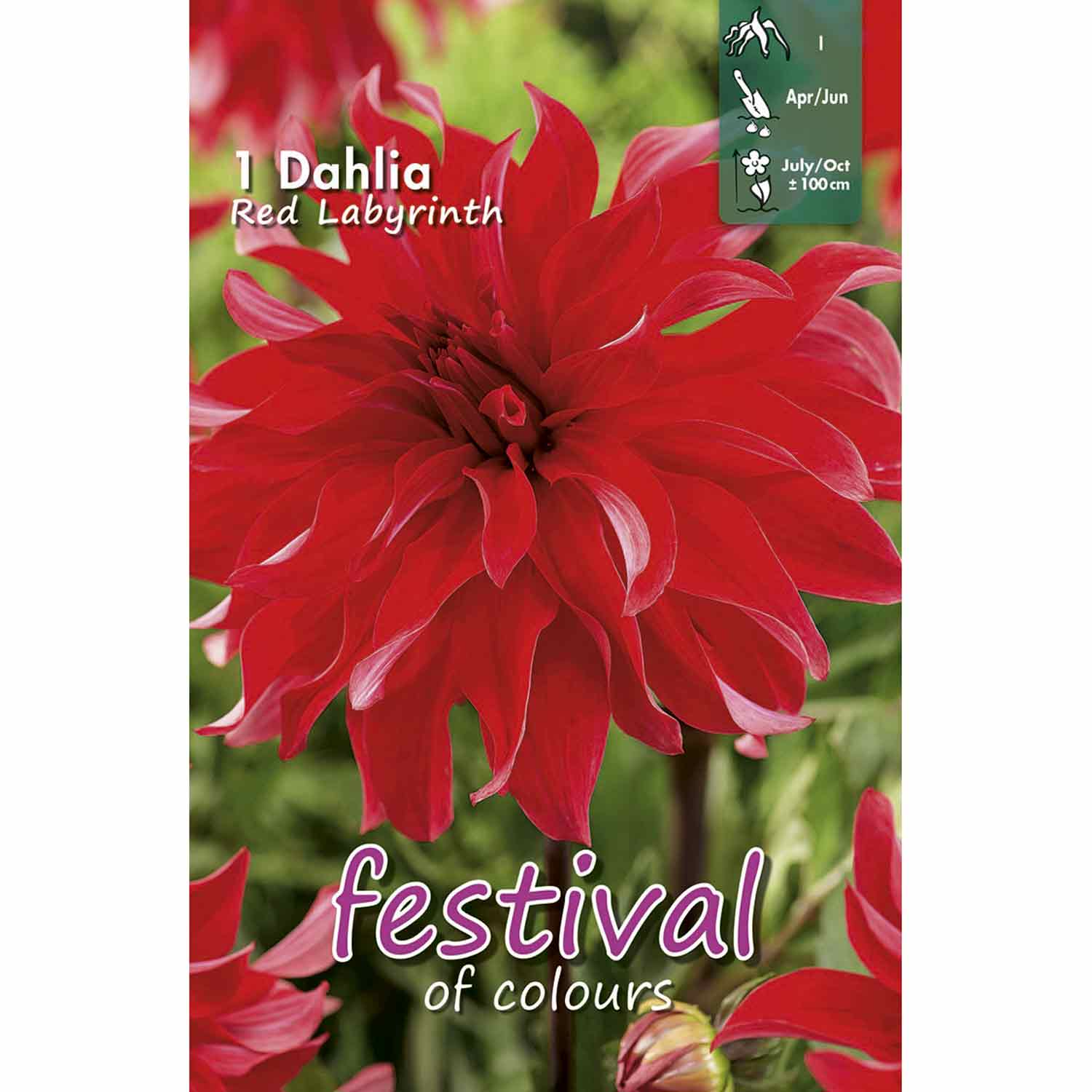 Dahlia Röd Labyrint Storblommig, NY