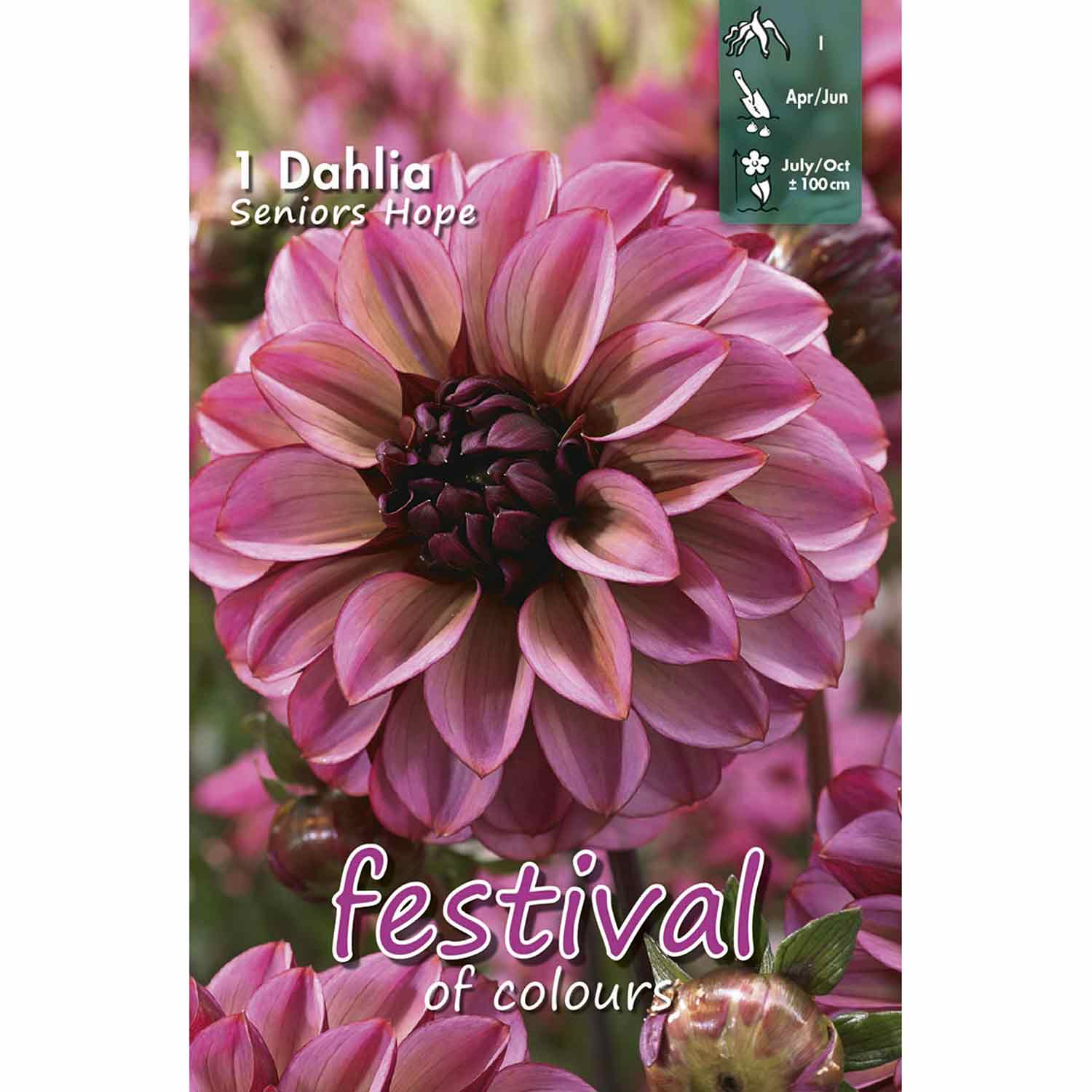 Dahlia Senior's Hope Small-flowerd