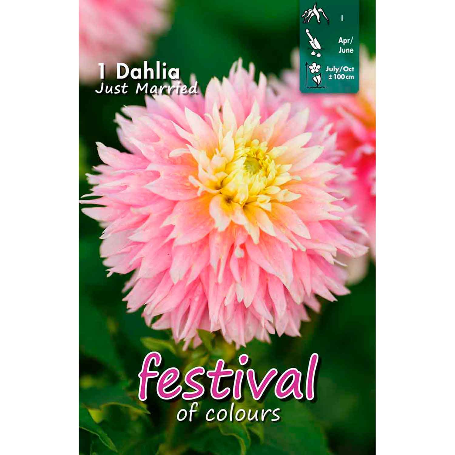 Dahlia Just Married (Semi)Cactus