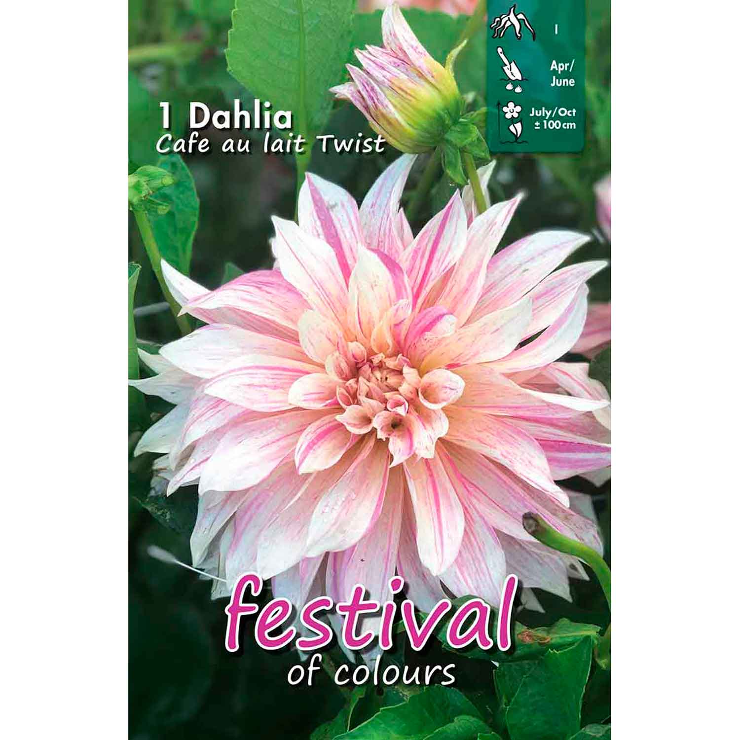 Dahlia Café Au Lait Twist Large-flowered