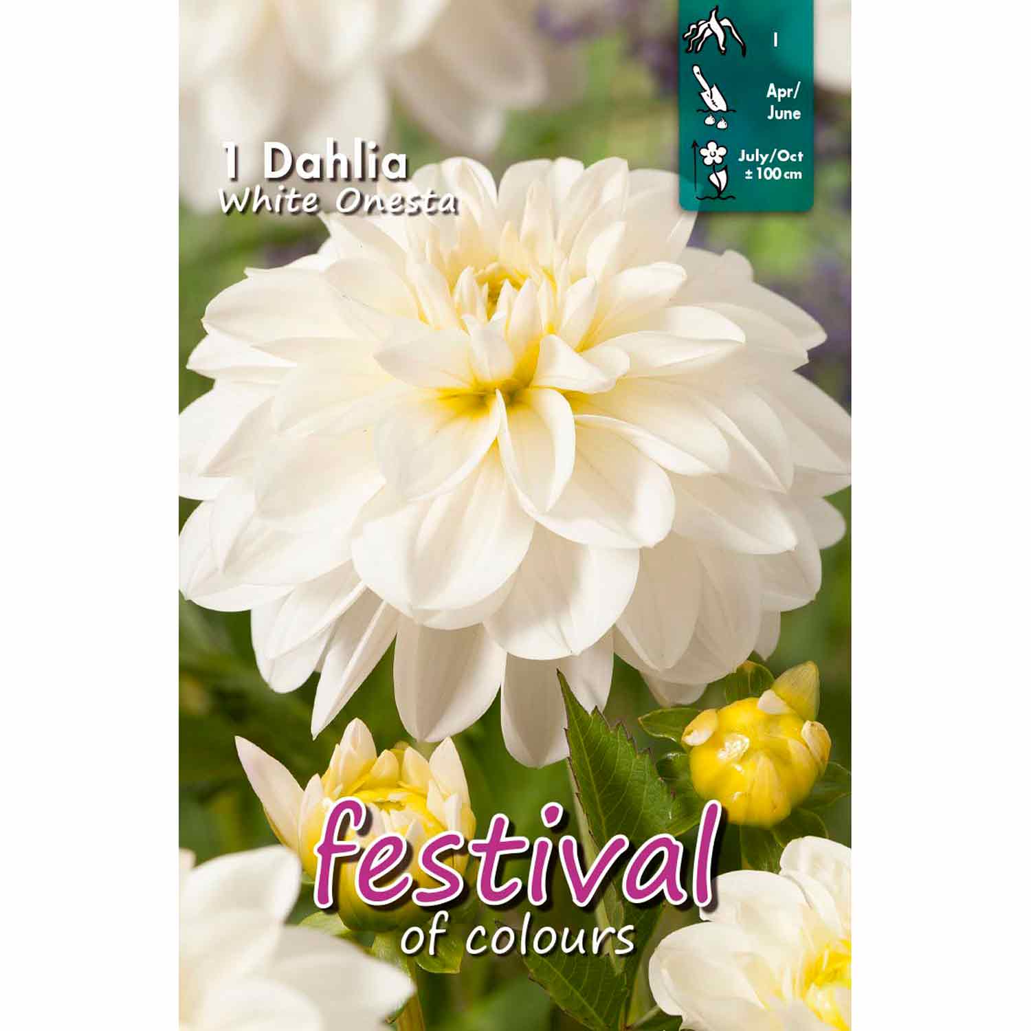 Dahlia White Onesta Waterlilly