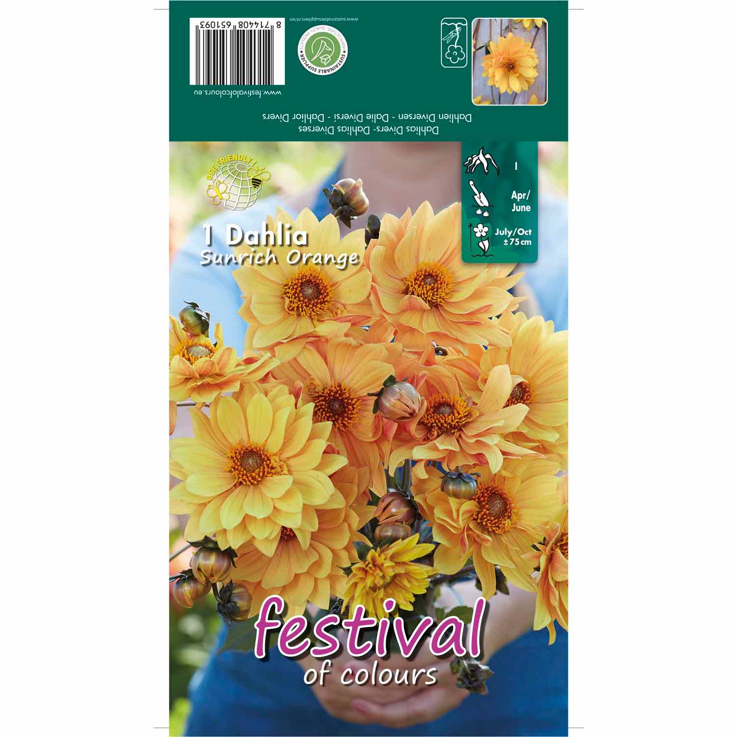 Dahlia Sunrich Orange Single Flowered