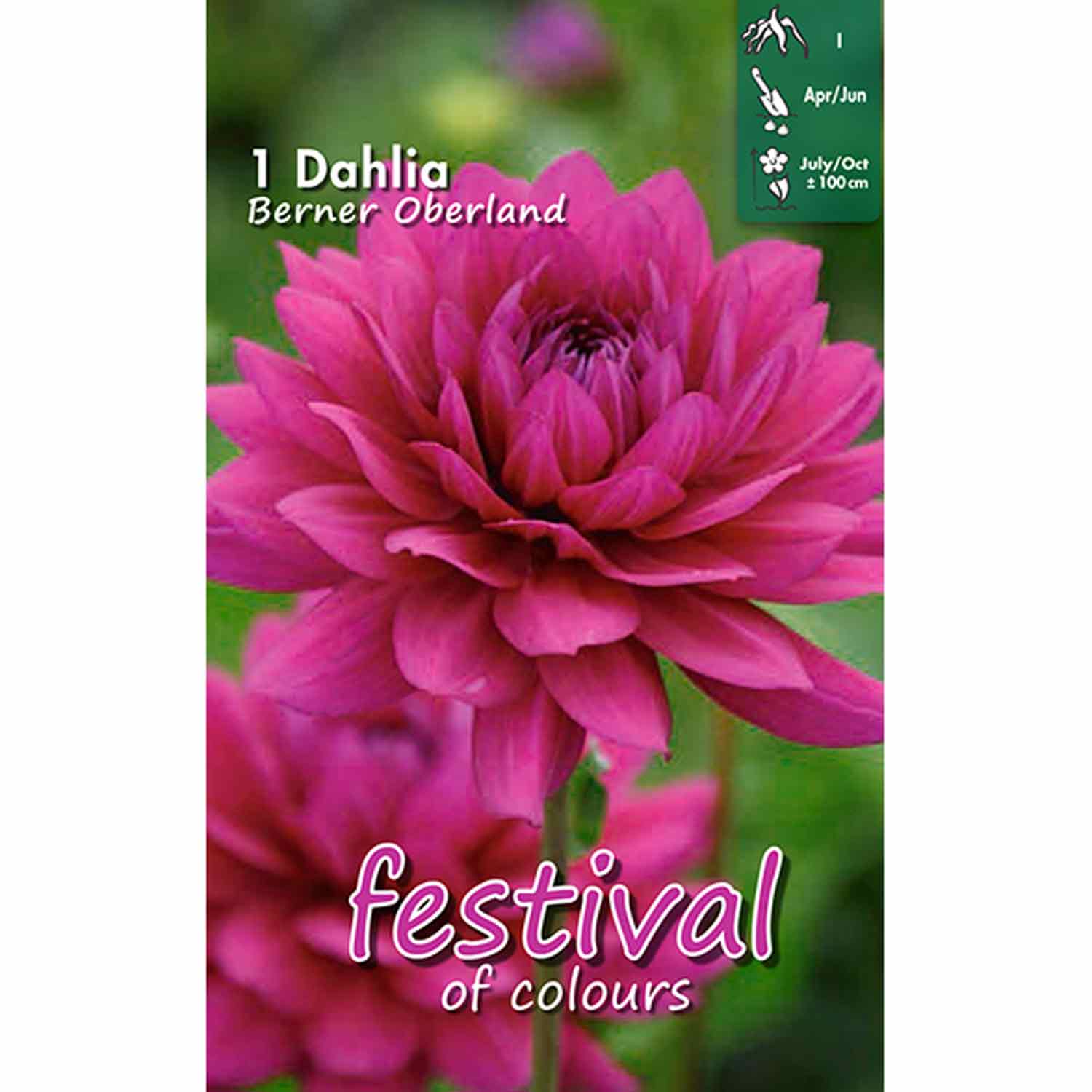Dahlia 'Berner Oberland Dekorativ'