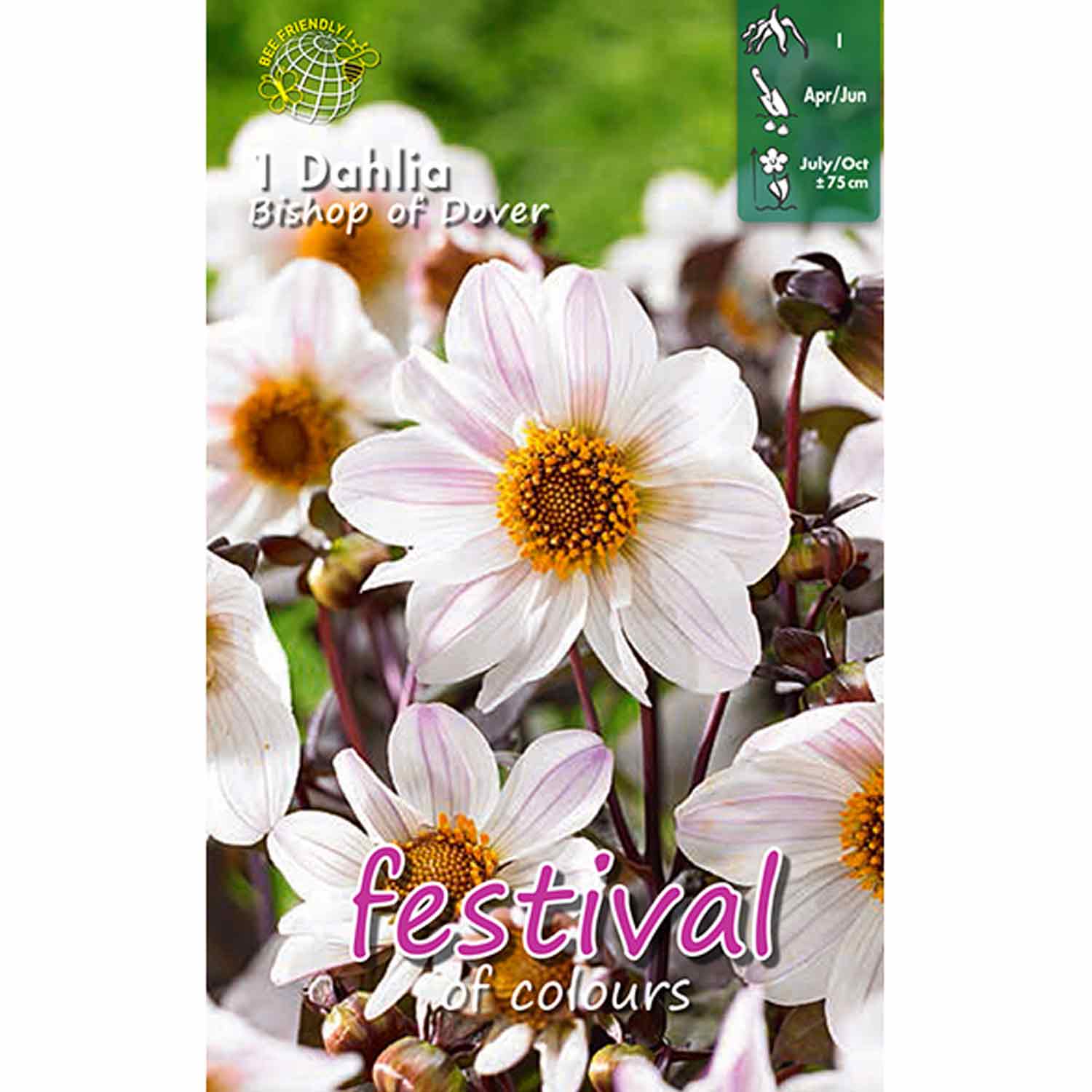 Dahlia Bishop of Dover Paeonia