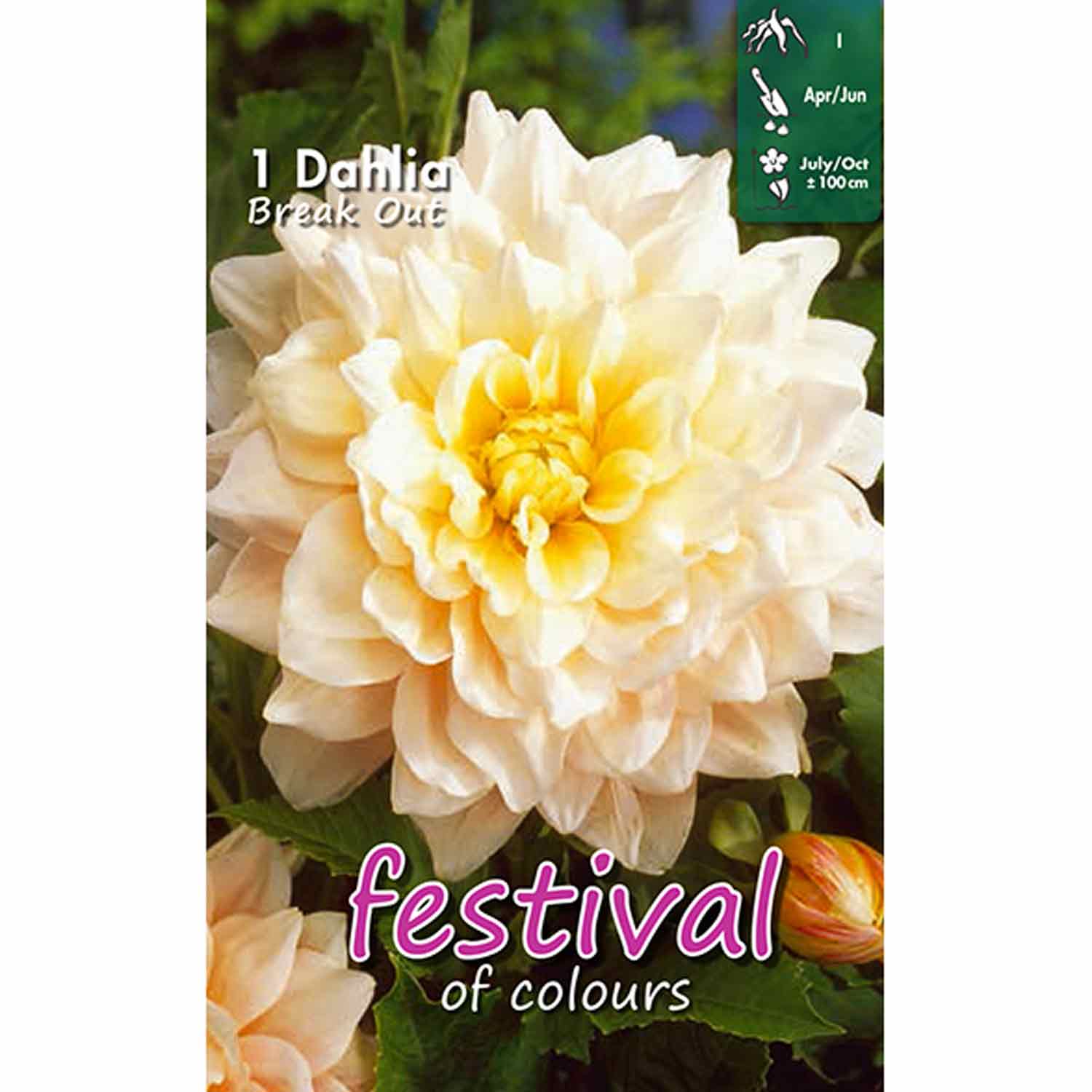 Dahlia Break Out Decorative