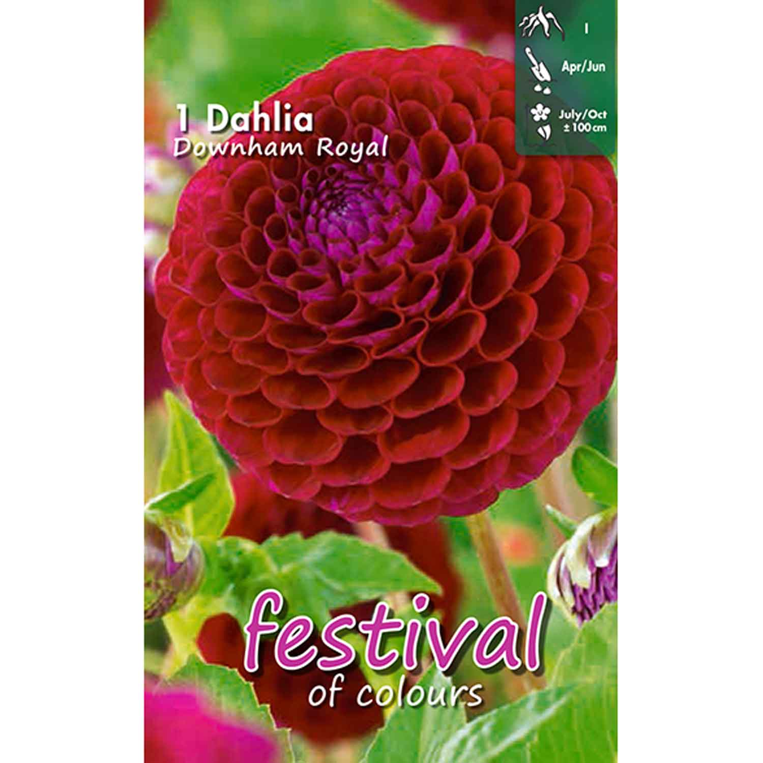 Dahlia Downham Royal Ball