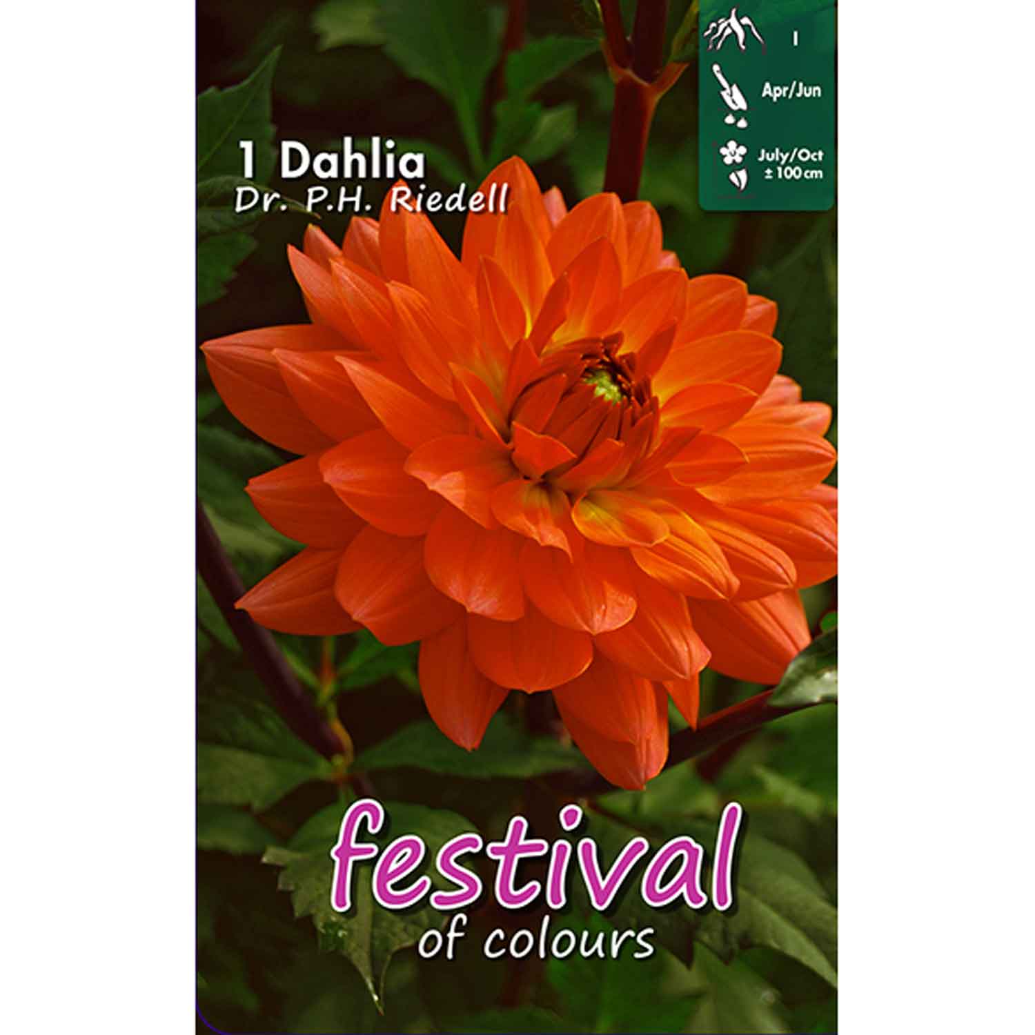 Dahlia Dr. P.H. Riedell Decorative