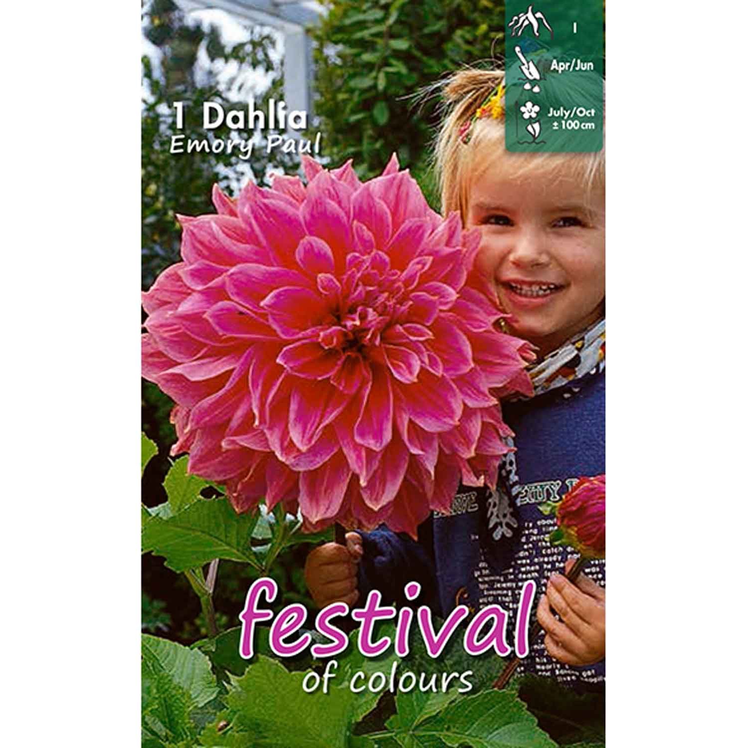 Dahlia Emory Paul Decorative