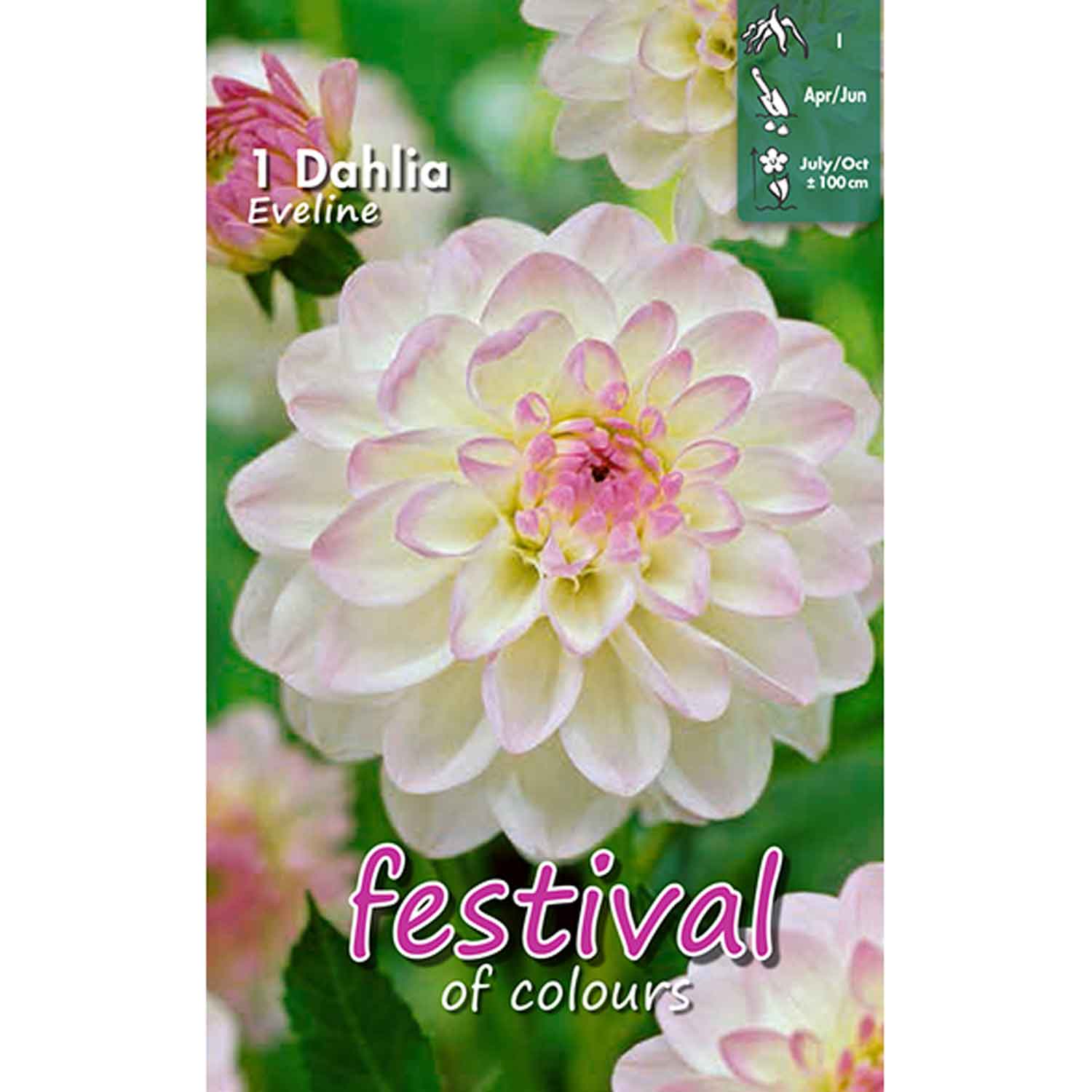 Dahlia Eveline Ball