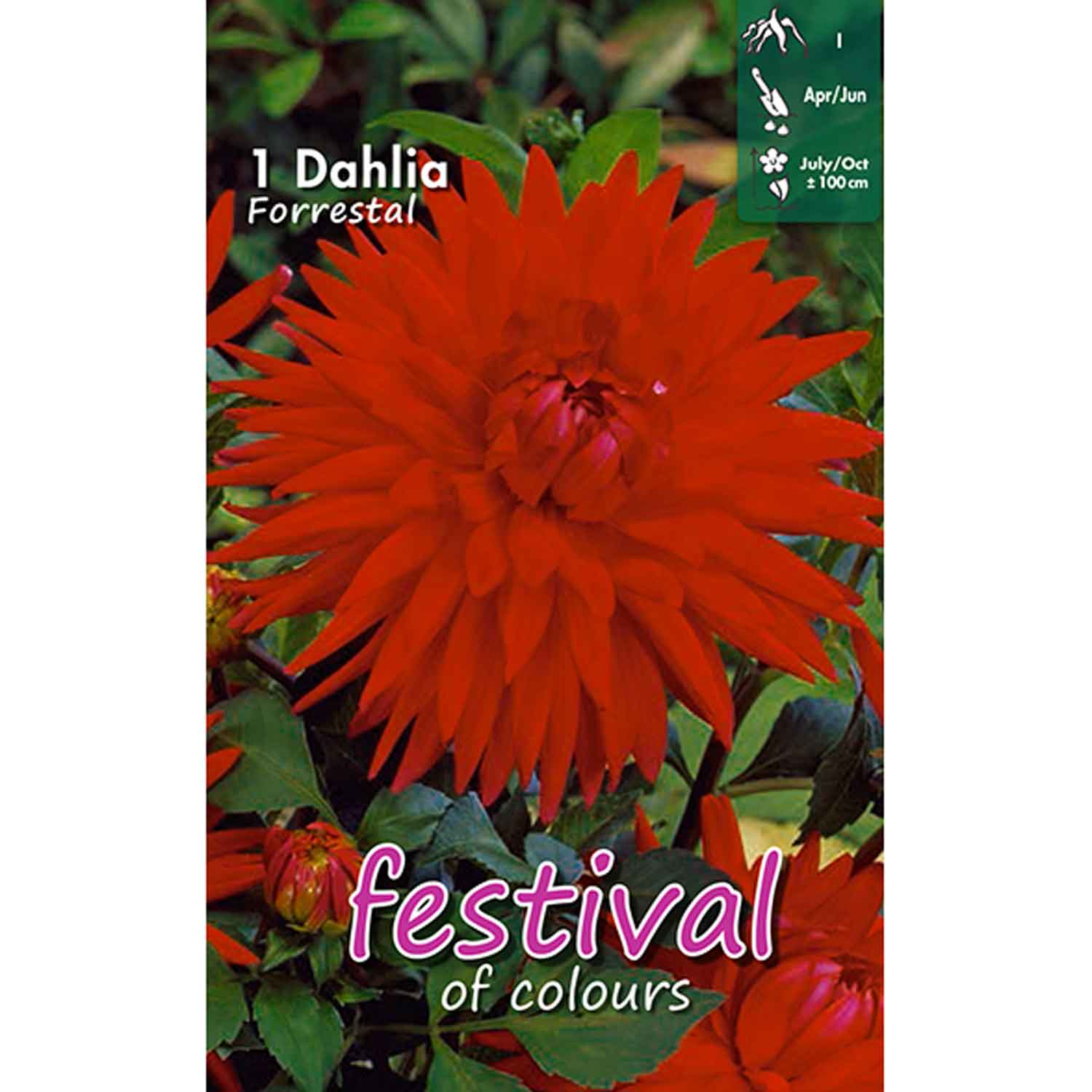 Dahlia Forrestal Cactus