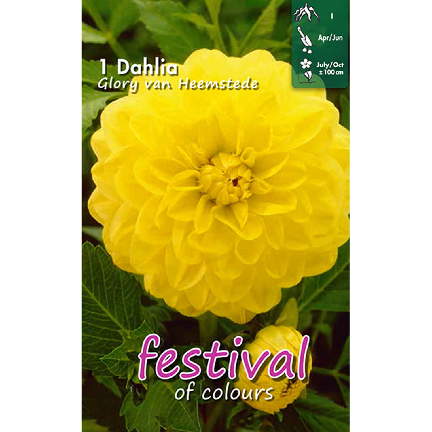 Dahlia Glorie v. Heemstede Decorative