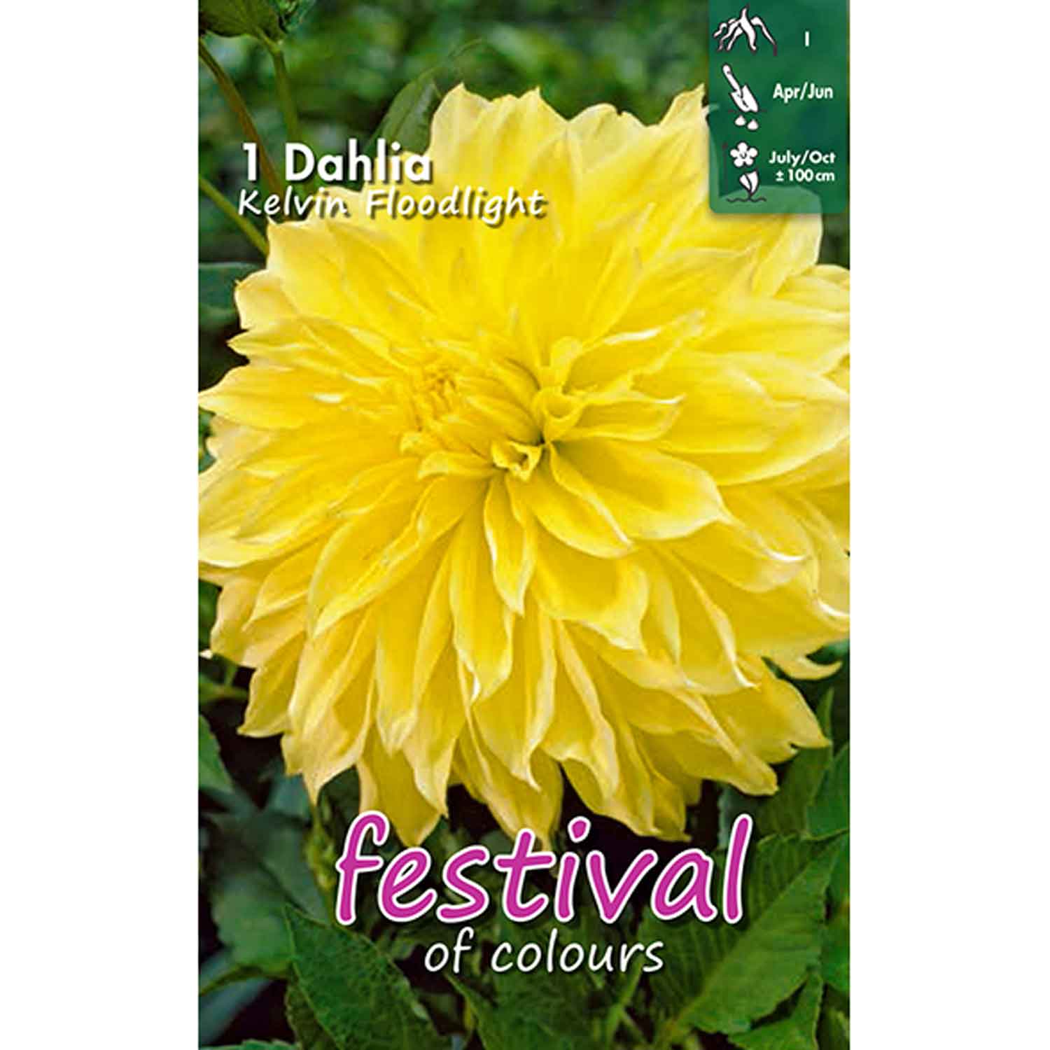 Dahlia Kelvin Floodlight Decorative