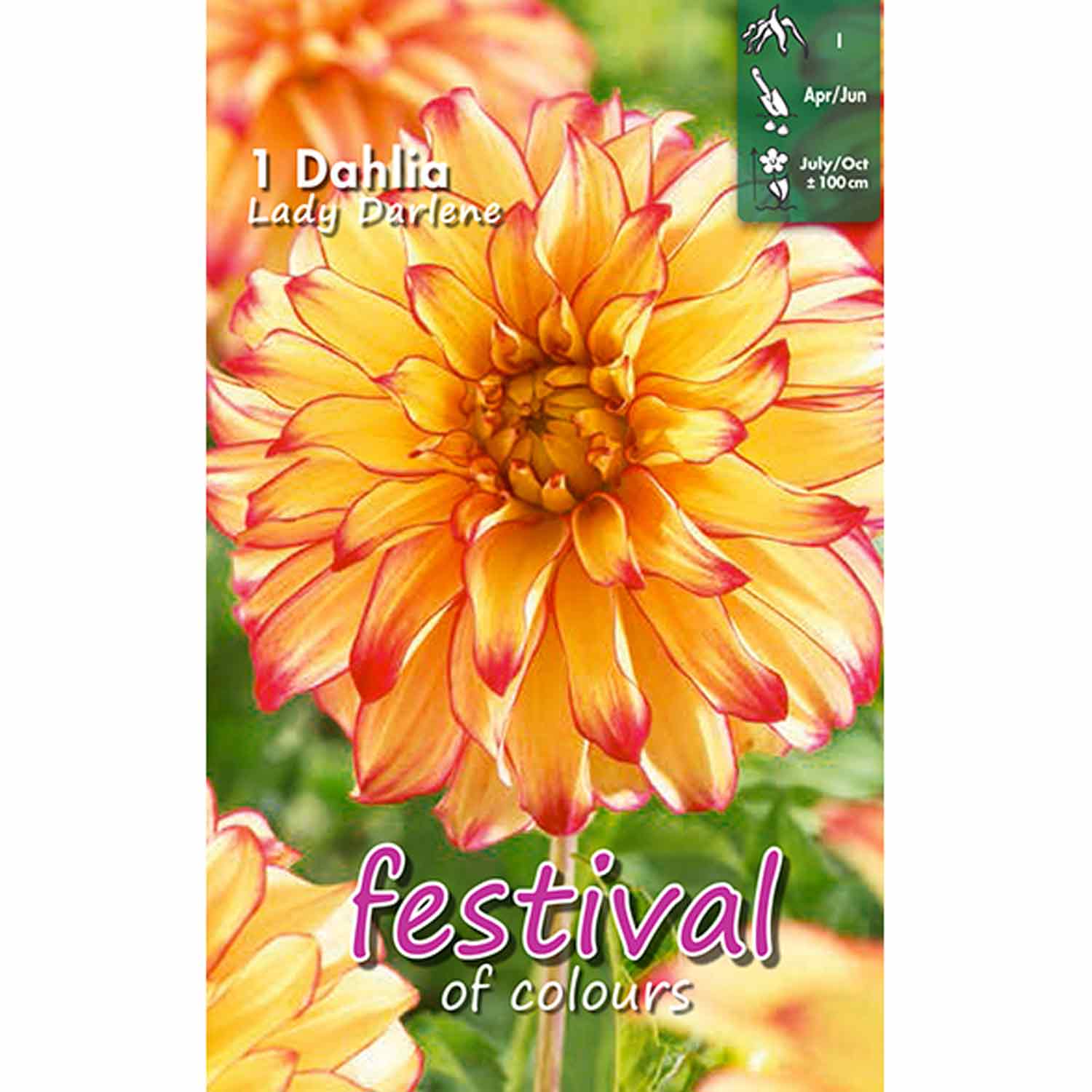 Dahlia Lady Darlene Dekorativ