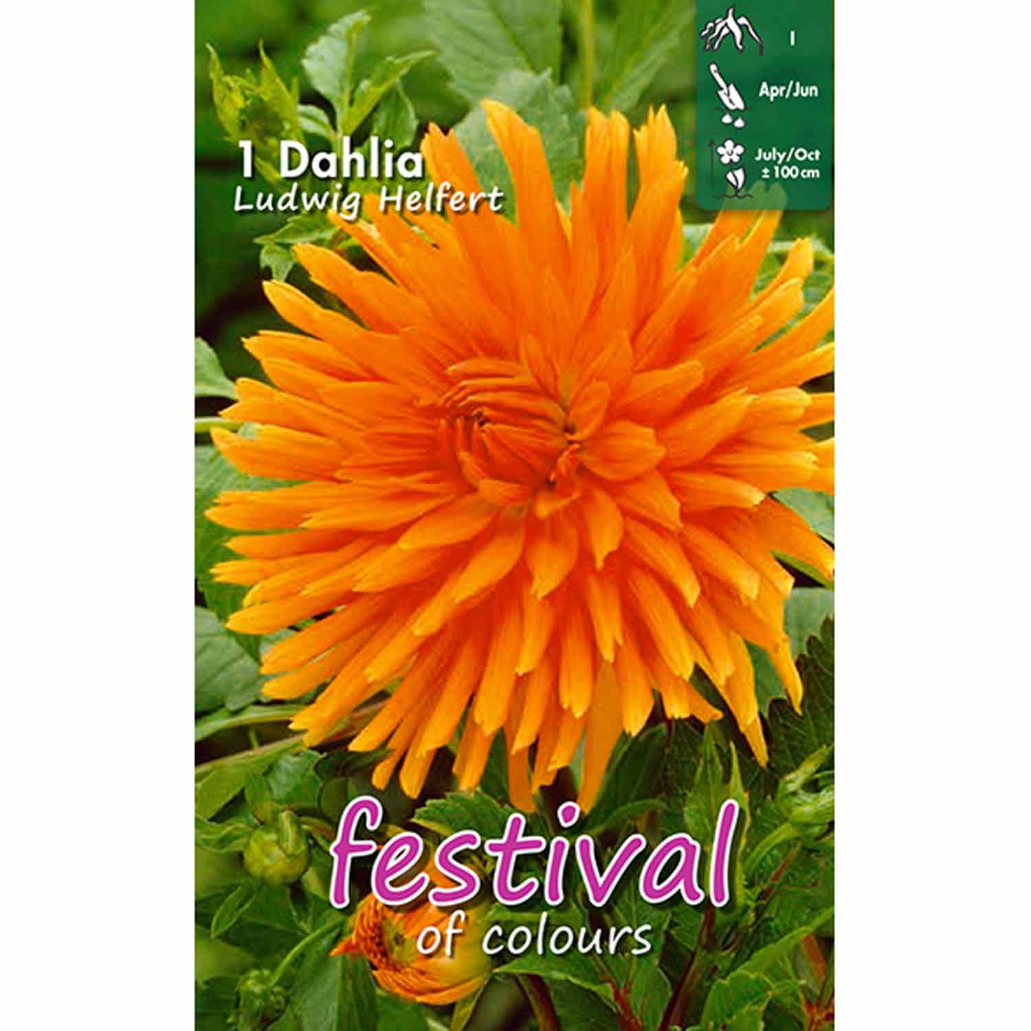 Dahlia Ludwig Helfert (Semi)kaktus