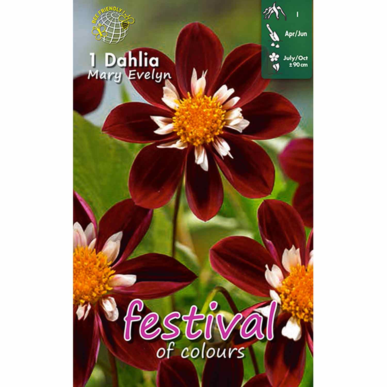 Dahlia Mary Evelyn Collerette