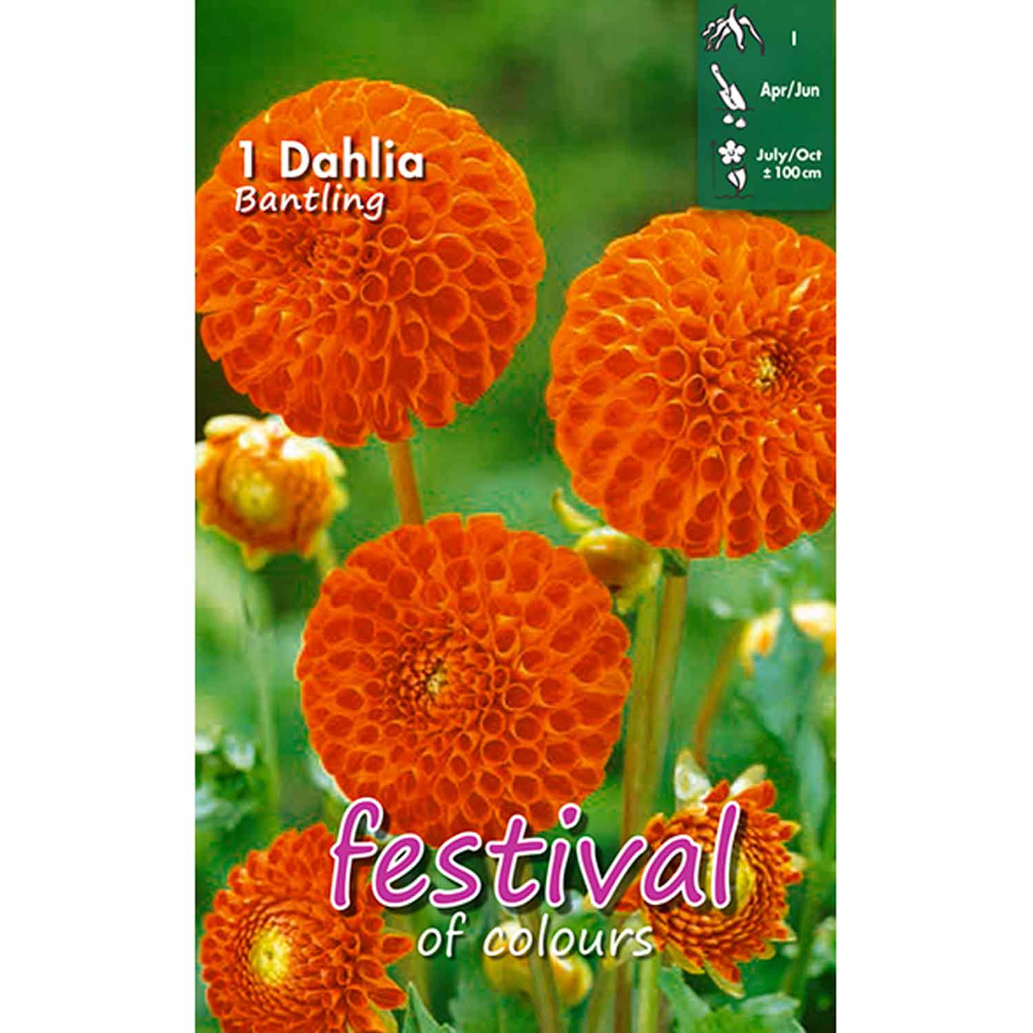 Dahlia Bantling Pompon