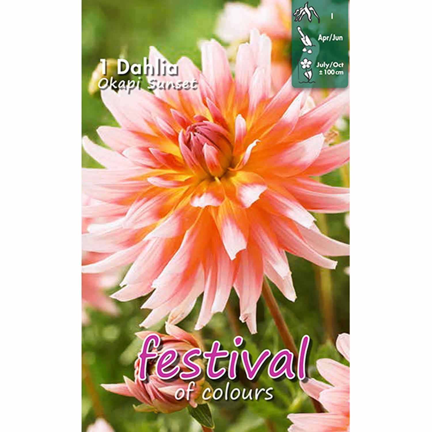 Dahlia Okapi Sunset Cactus