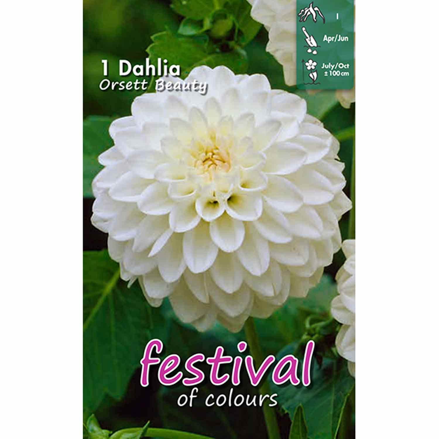 Dahlia Orsett Beauty Ball