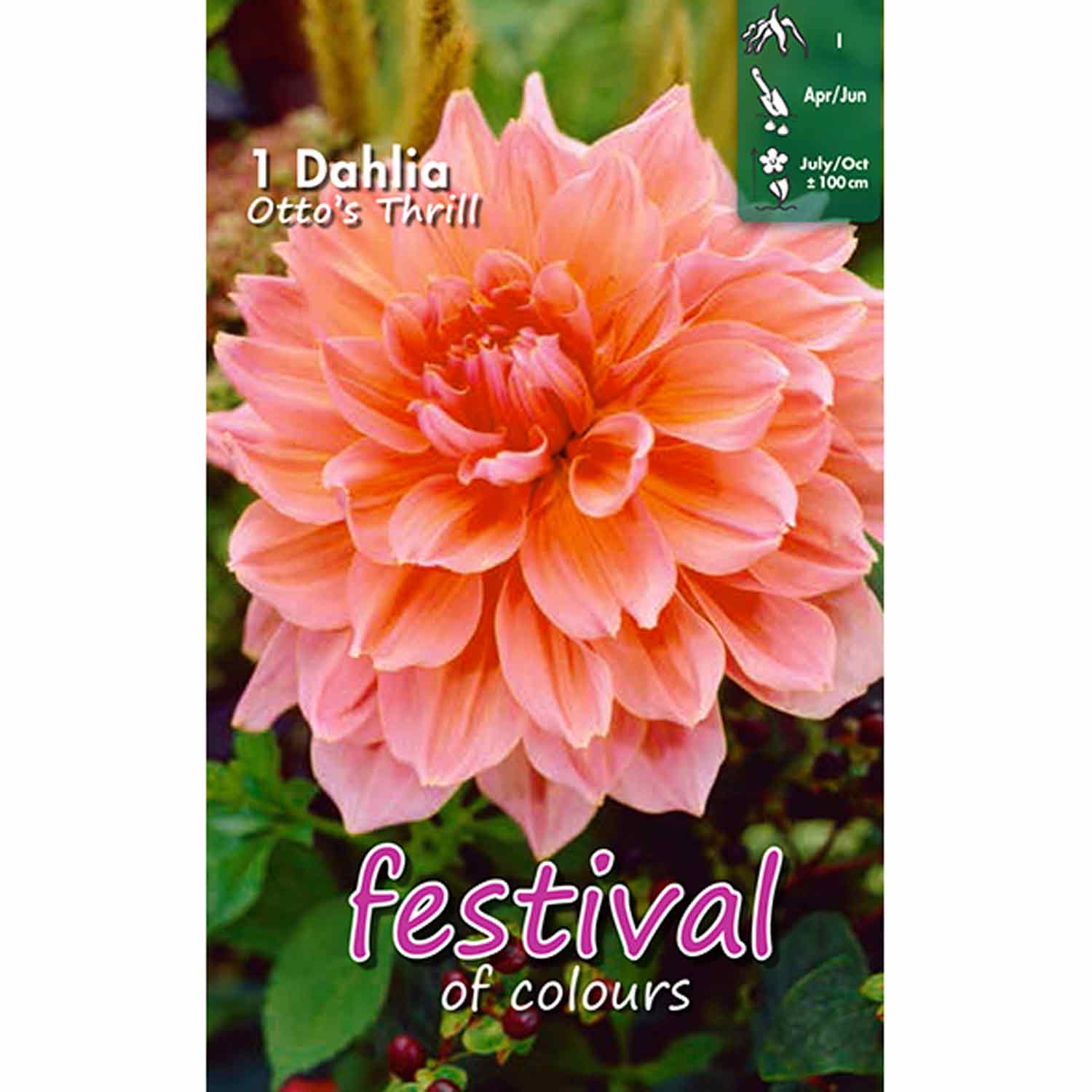 Dahlia Otto's Thrill Decorative