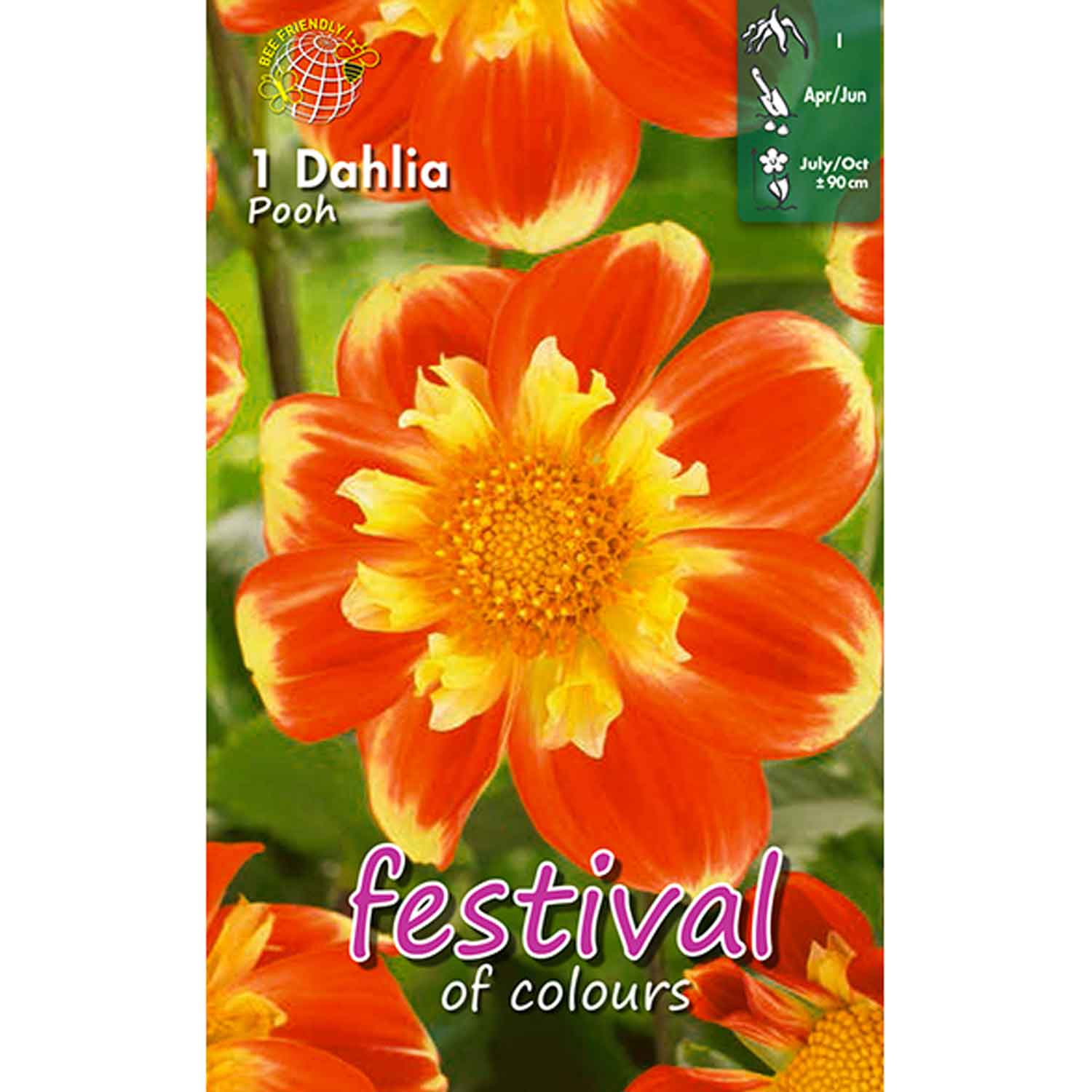 Dahlia Pooh Collerette