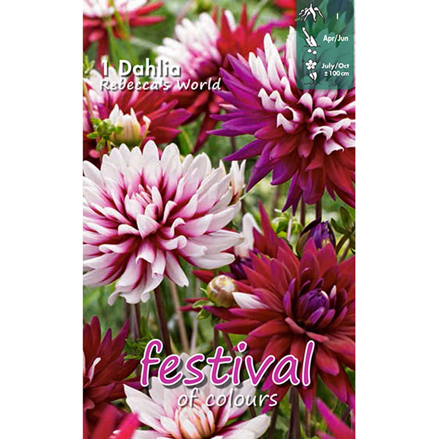 Dahlia Rebecca's World Decorative