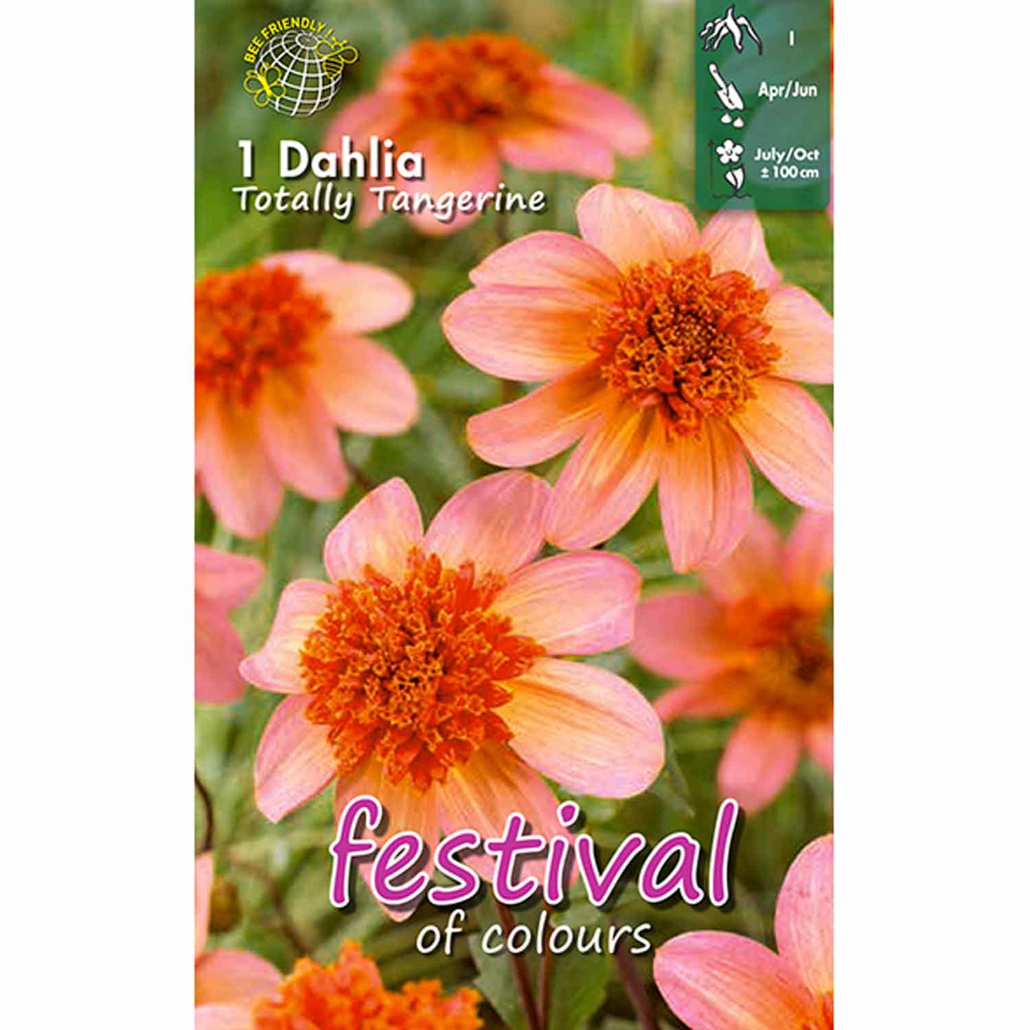 Dahlia Totally Tangerine Anemone flowered