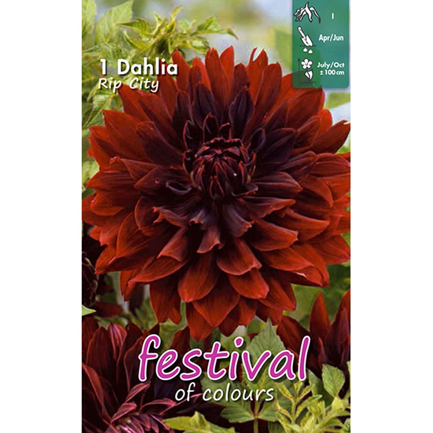 Dahlia Rip City Cactus