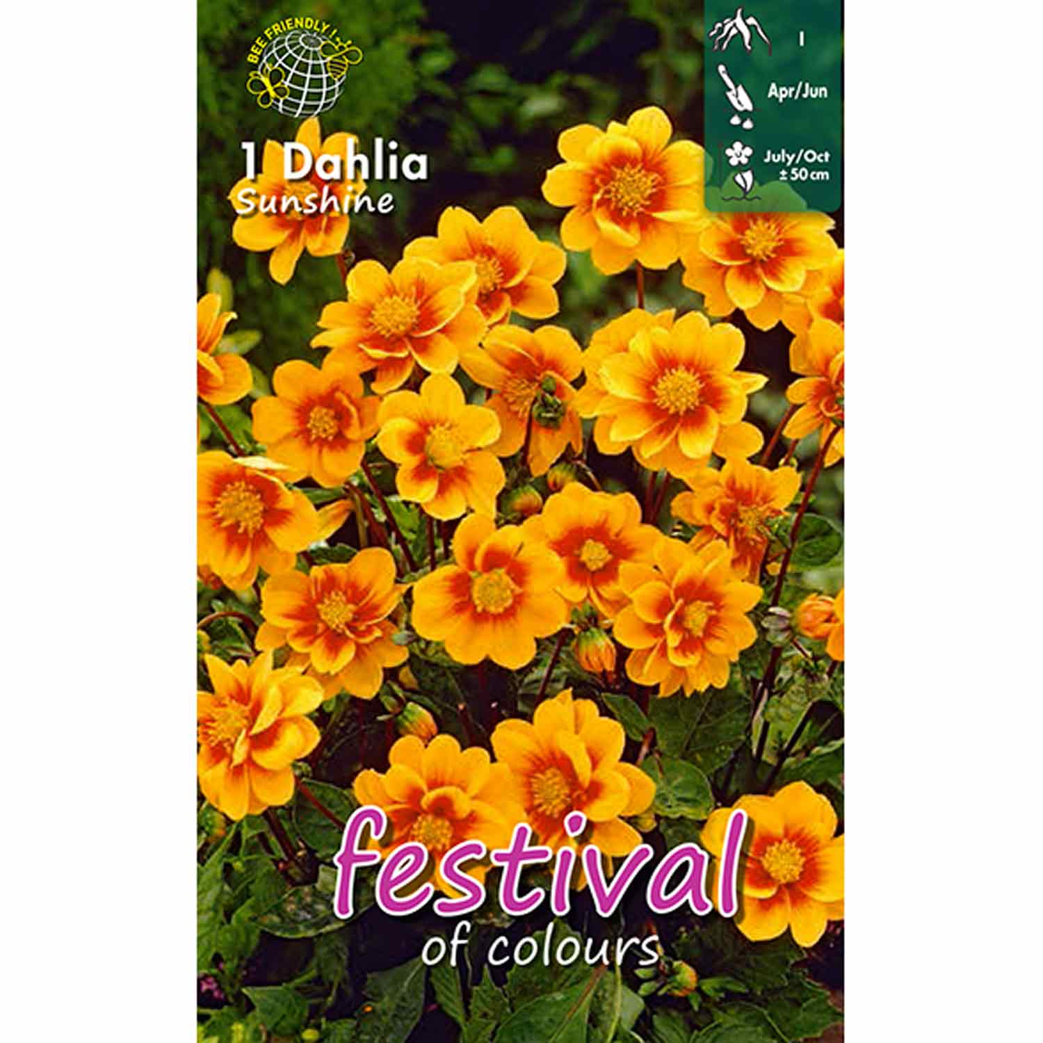 Dahlia Sunshine Mignon