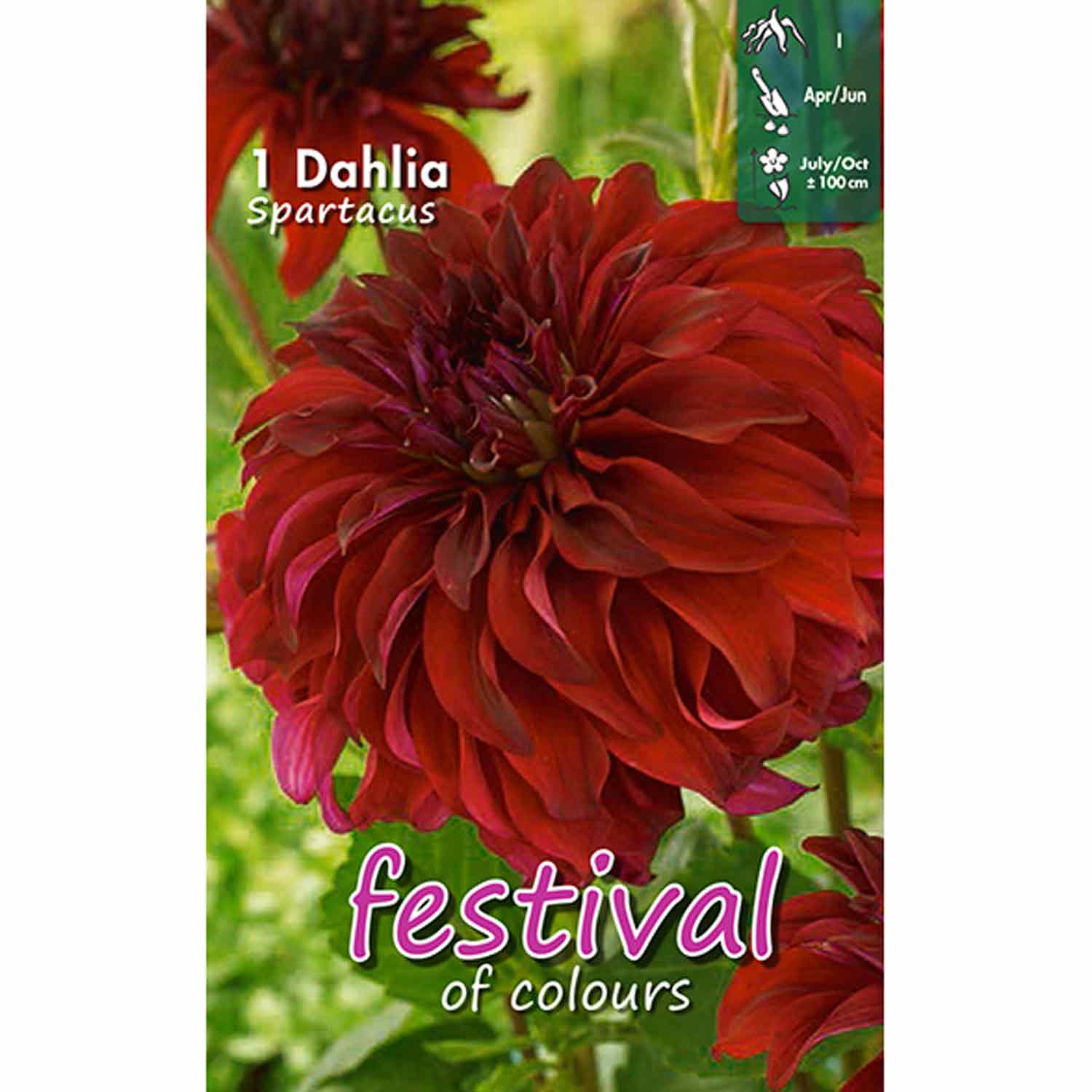 Dahlia Spartacus Decorative