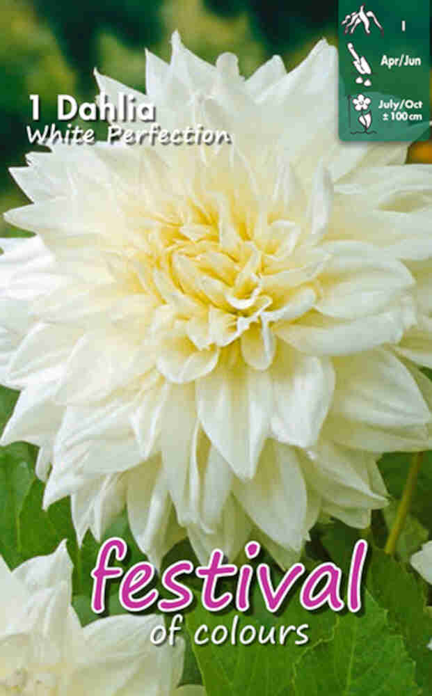 Dahlia White Perfection Deco.