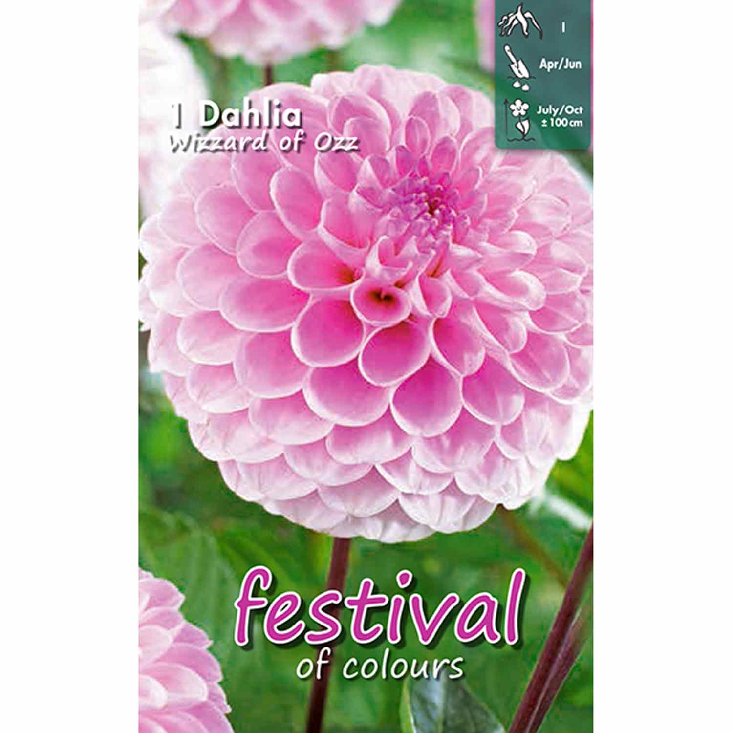 Dahlia Wizard of Oz Ball