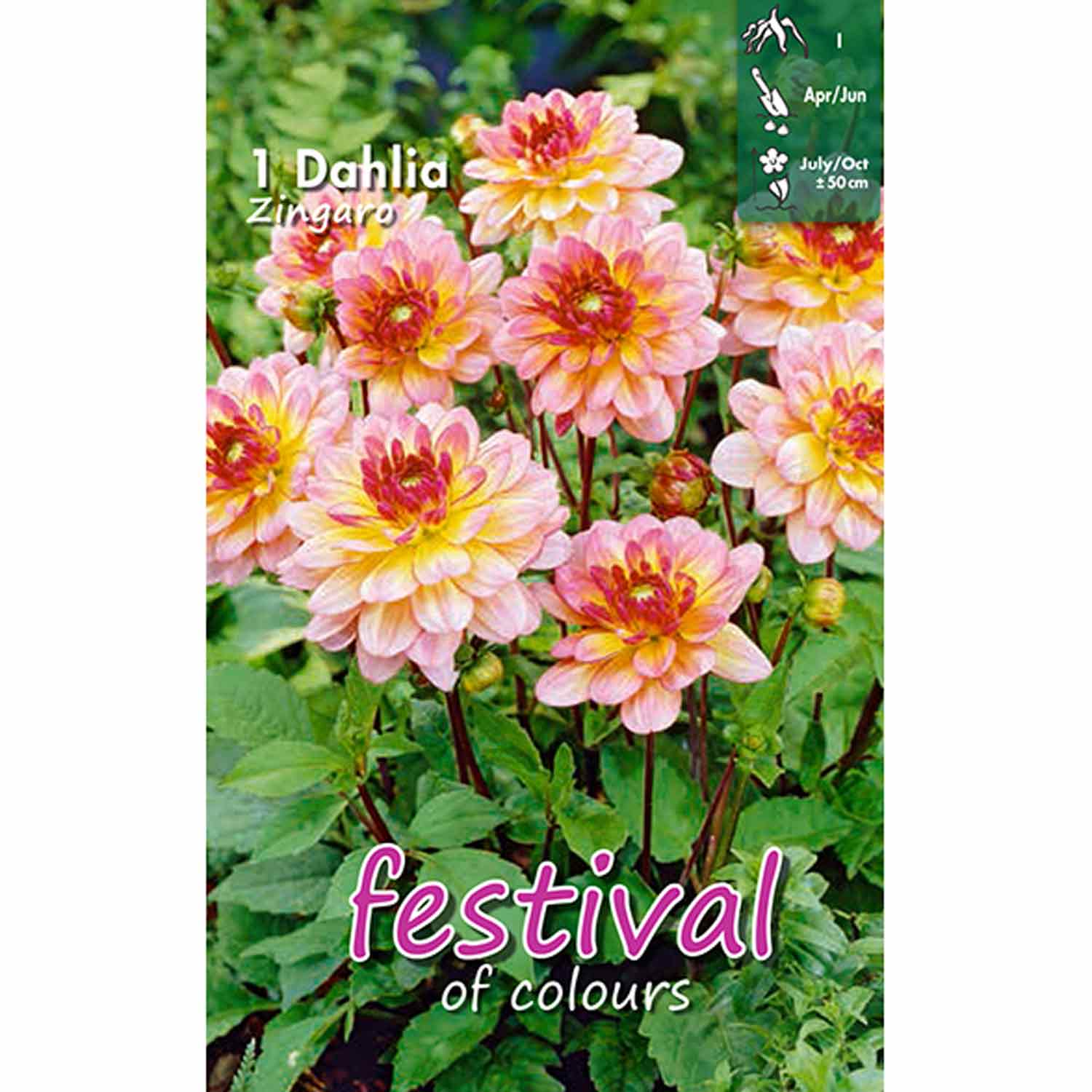 Dahlia Zingaro Decorative