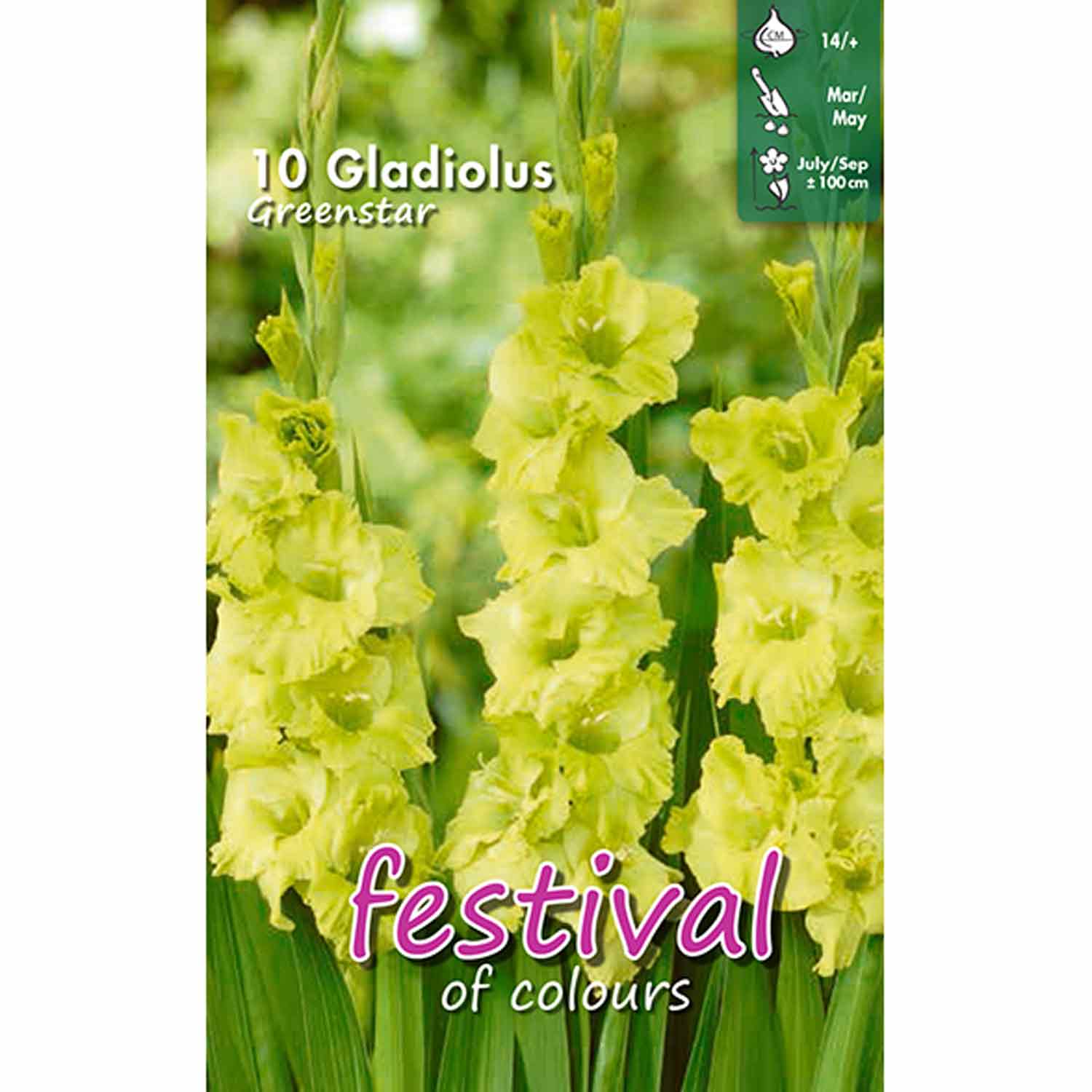 Gladiolus Greenstar 7stk