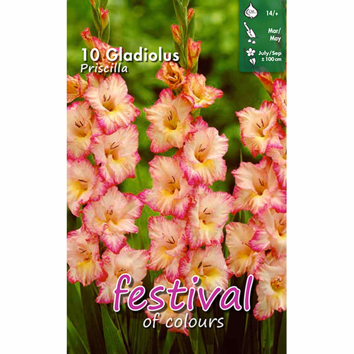 Gladiolus Priscilla 10stk