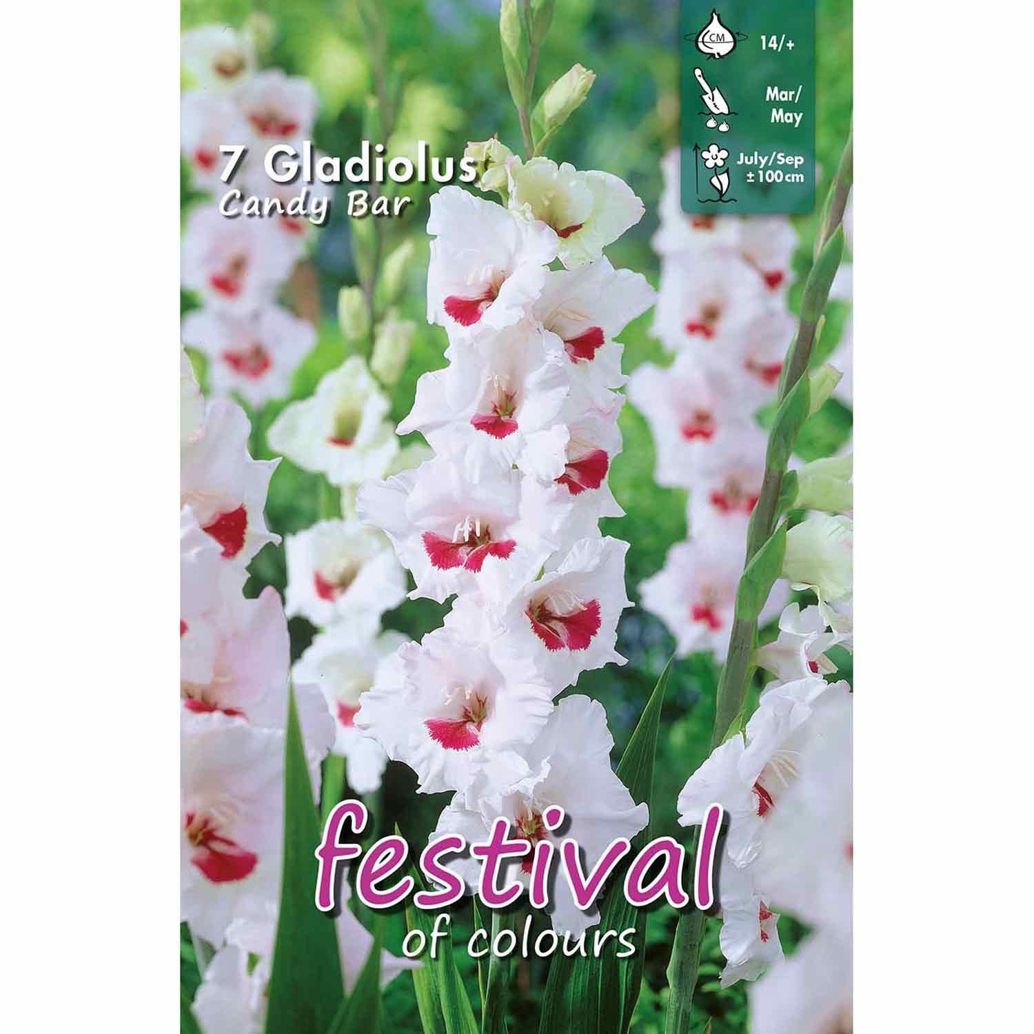 Gladiolus Candy Bar 7stk