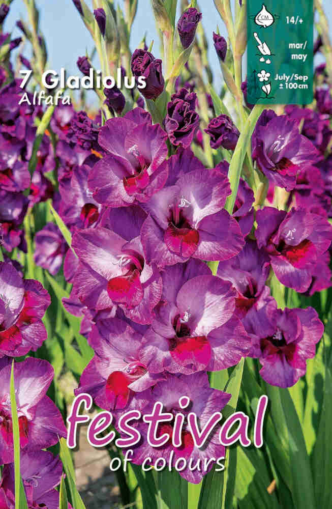 Gladiolus Alfafa 7stk