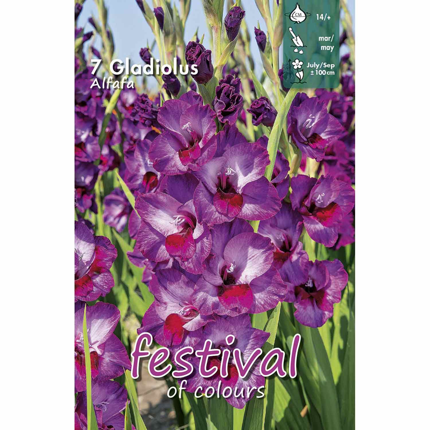 Gladiolus Alfafa 7stk