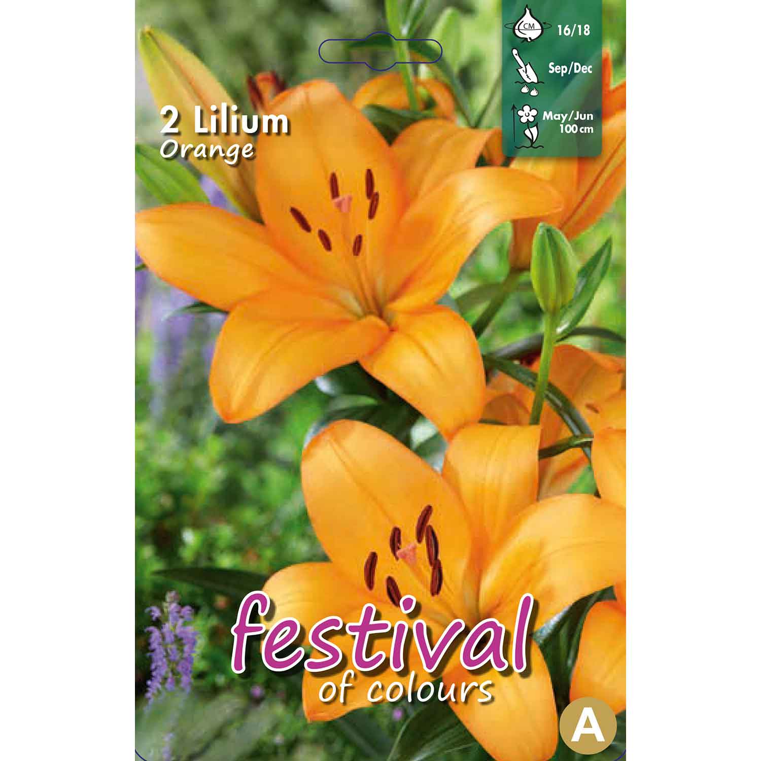 Lilium La Orange 16/18