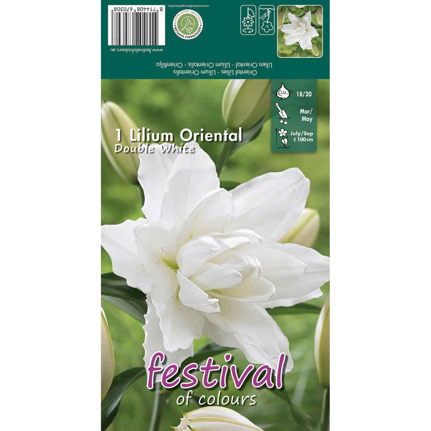Orientalsk lilje - Lilium Double White  - 1 stk. -18/20