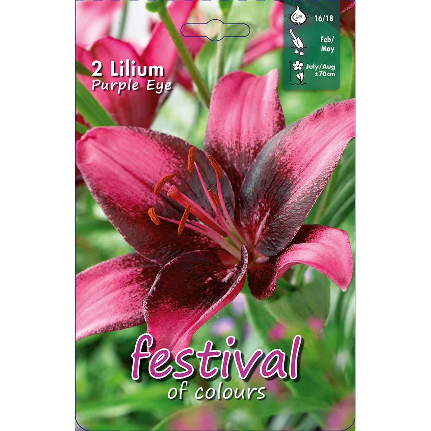 Lilium Purple Eye 16/18