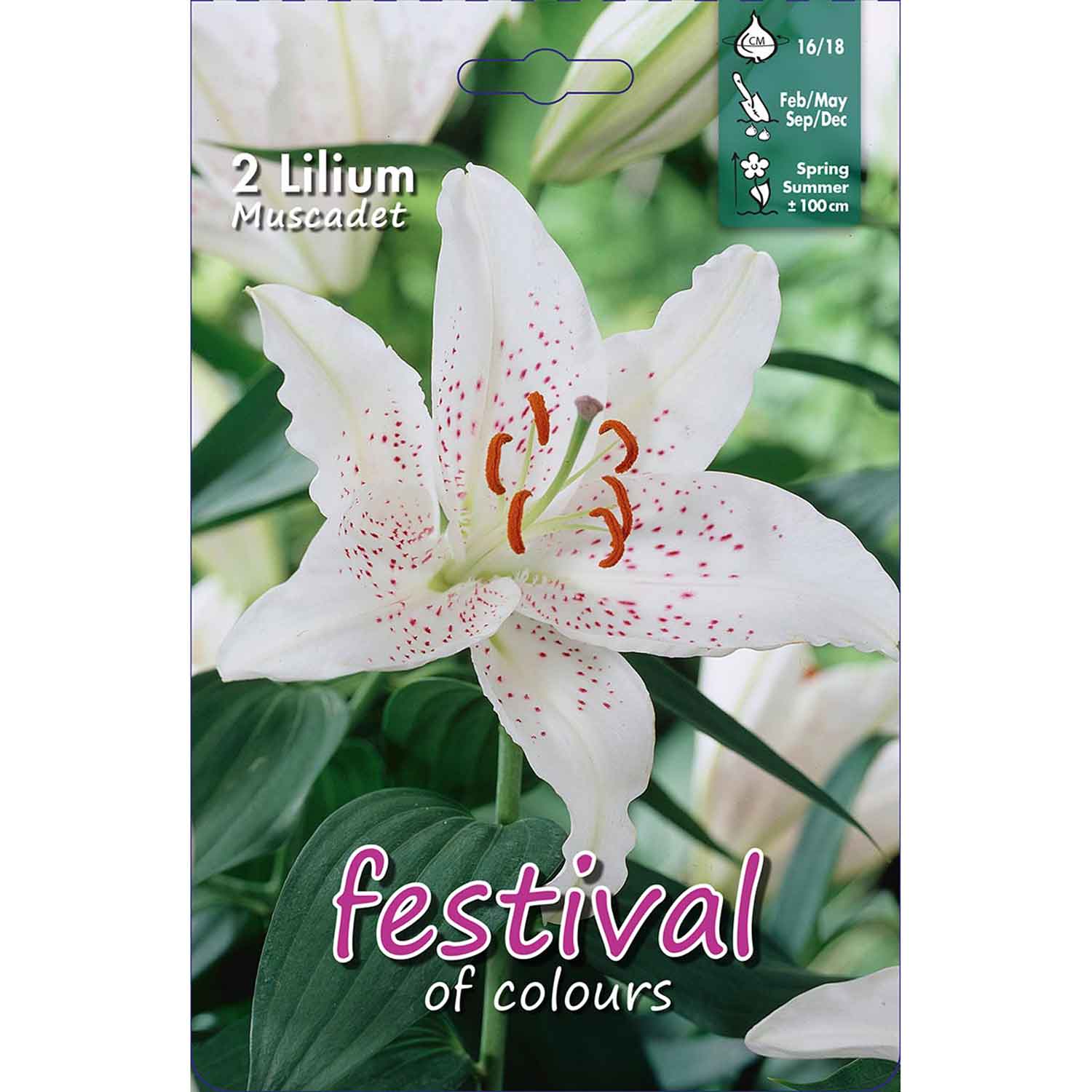 Lilium Muscadet Oriental 2stk 16/18