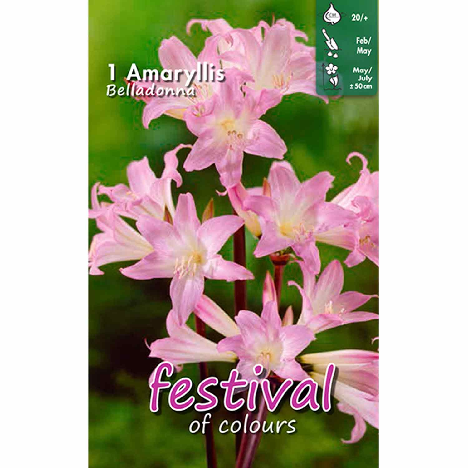 Amaryllis Belladonna