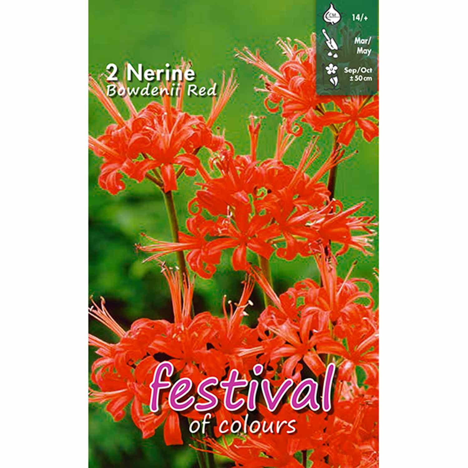 Nerine Red Bowdenii 2stk