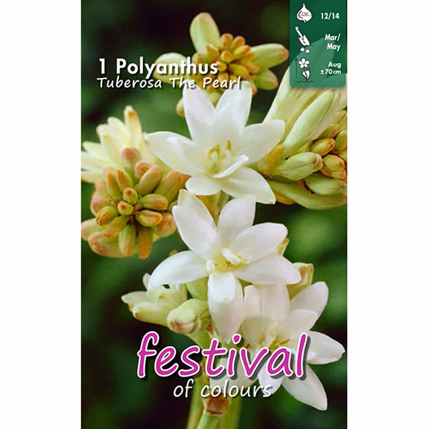 Polyanthus Tub. The Pearl