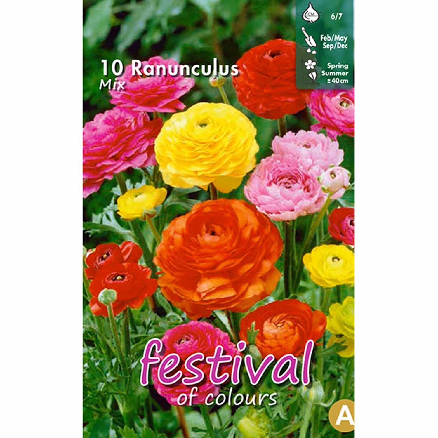 Ranunculus Mixed 6/7 10stk