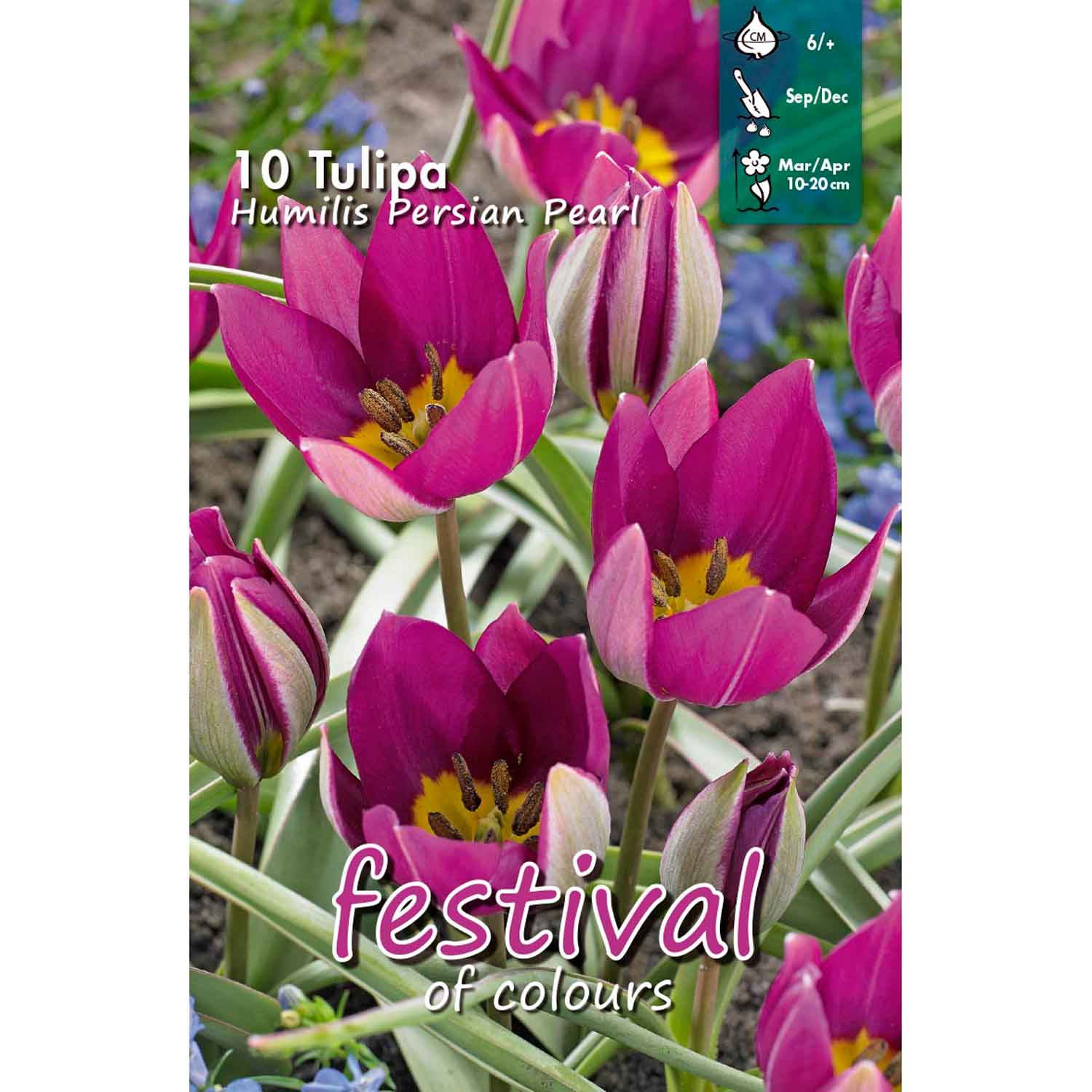 Tulips Humilis Persian Pearl 6/+, 10stk