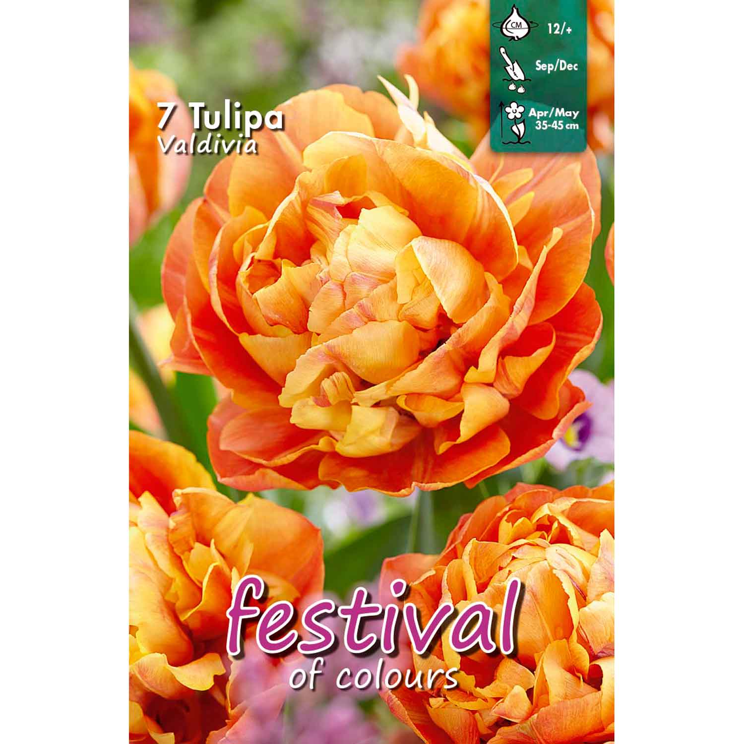 Tulips Valdivia 12/+, 7stk